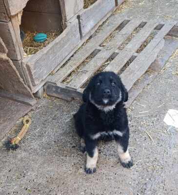 Lennox, wenn Hoffnung ein Zuhause sucht, Mischling Welpen - Rüde