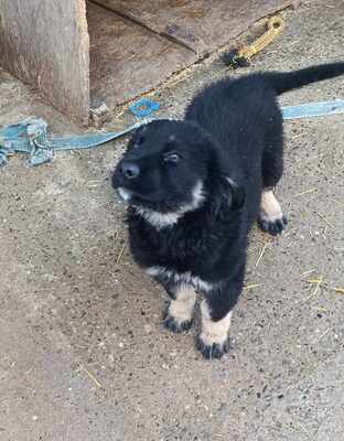 Lennox, wenn Hoffnung ein Zuhause sucht, Mischling Welpen - Rüde
