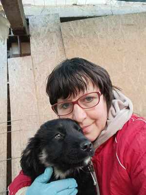 Lennox, wenn Hoffnung ein Zuhause sucht, Mischling Welpen - Rüde