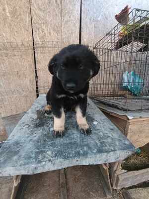 Lennox, wenn Hoffnung ein Zuhause sucht, Mischling Welpen - Rüde