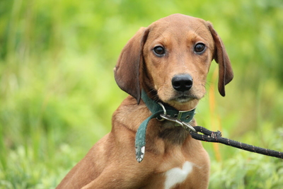 Lenny, Mischling Welpen - Rüde