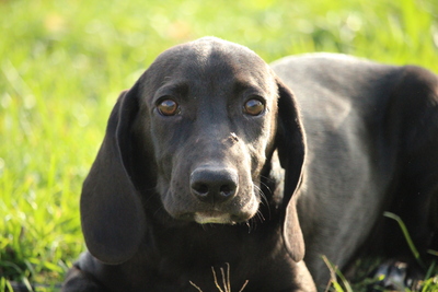 Lenny, Mischling Welpen - Rüde