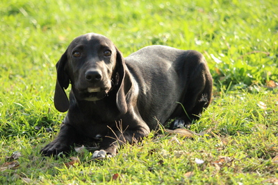 Lenny, Mischling Welpen - Rüde