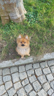 Lenny, Zwergspitz Pomeranian - Rüde