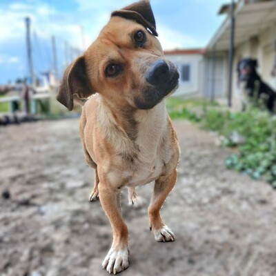 Lenny - ein absoluter Herzenshund 💙