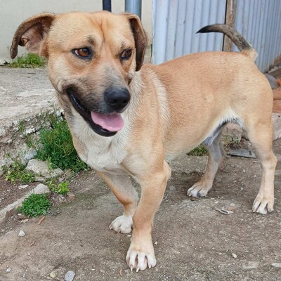 Lenny - ein absoluter Herzenshund 💙, Mischling - Rüde