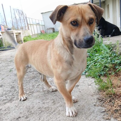 Lenny - ein absoluter Herzenshund 💙, Mischling - Rüde