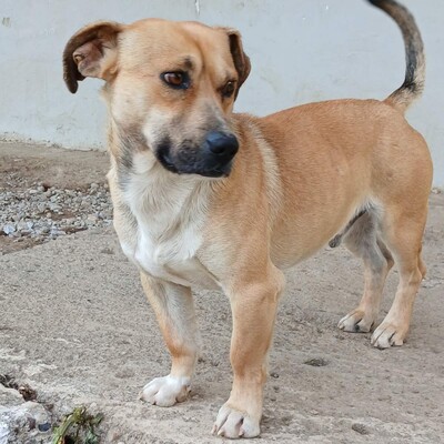 Lenny - ein absoluter Herzenshund 💙, Mischling - Rüde