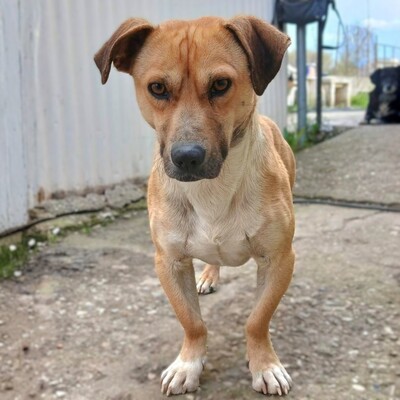 Lenny - ein absoluter Herzenshund 💙/ Vorgemerkt, Mischling - Rüde
