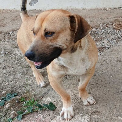 Lenny - ein absoluter Herzenshund 💙/ Vorgemerkt, Mischling - Rüde