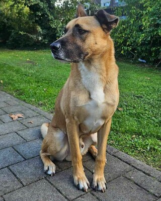 ❤️Lenny sucht ein neues tolles Zuhause bei passenden Menschen ❤️, Mischling - Rüde