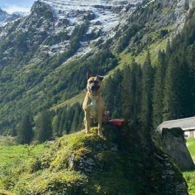 ❤️Lenny sucht ein neues tolles Zuhause bei passenden Menschen ❤️, Mischling - Rüde