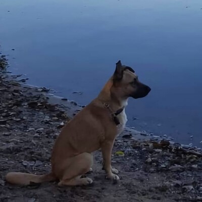 ❤️Lenny sucht ein neues tolles Zuhause bei passenden Menschen ❤️, Mischling - Rüde