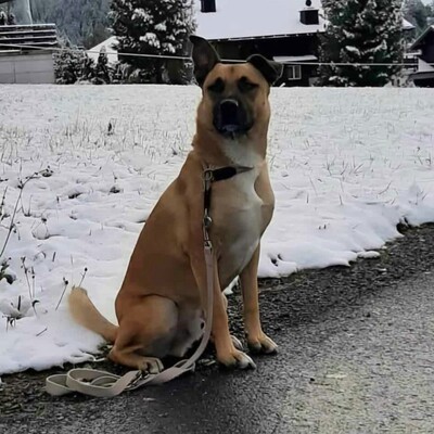 ❤️Lenny sucht ein neues tolles Zuhause bei passenden Menschen ❤️, Mischling - Rüde