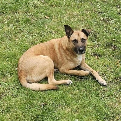 ❤️Lenny sucht ein neues tolles Zuhause bei passenden Menschen ❤️, Mischling - Rüde