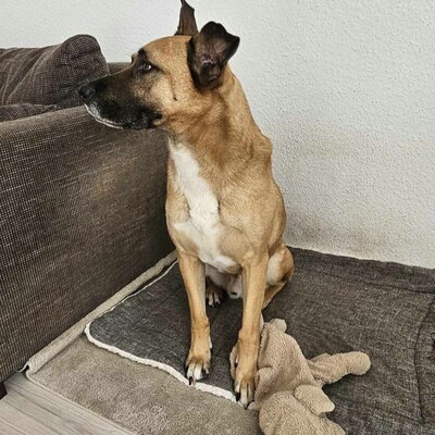 ❤️Lenny sucht ein neues tolles Zuhause bei passenden Menschen ❤️, Mischling - Rüde