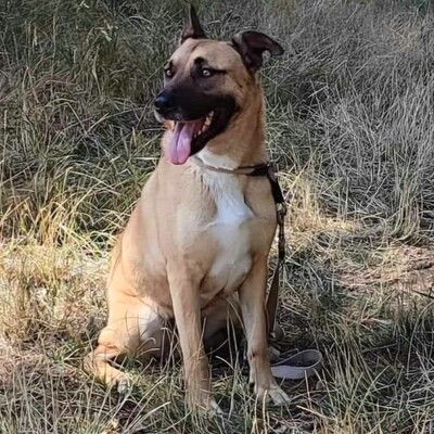 ❤️Lenny sucht ein neues tolles Zuhause bei passenden Menschen ❤️, Mischling - Rüde