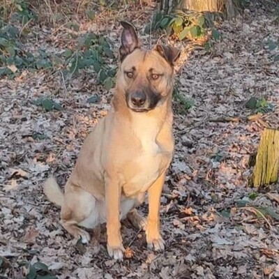 ❤️Lenny sucht ein neues tolles Zuhause bei passenden Menschen ❤️, Mischling - Rüde