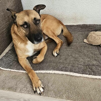 ❤️Lenny sucht ein neues tolles Zuhause bei passenden Menschen ❤️, Mischling - Rüde