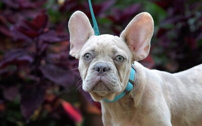 Leo, FRANZÖSISCHE BULLDOGGE Welpen - Rüde