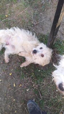 Leo, Mischling - Rüde