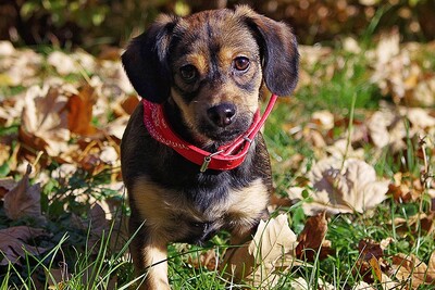 Leo, Mischling Welpen - Rüde