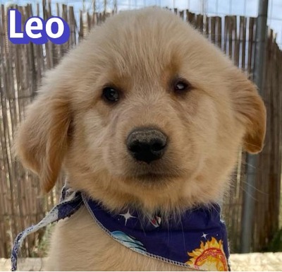 Leo, Mischling Welpen - Rüde