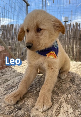Leo, Mischling Welpen - Rüde