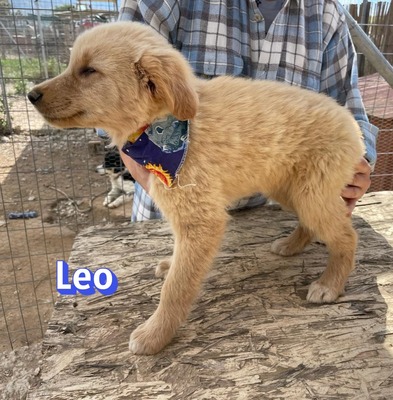 Leo, Mischling Welpen - Rüde