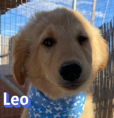 Leo