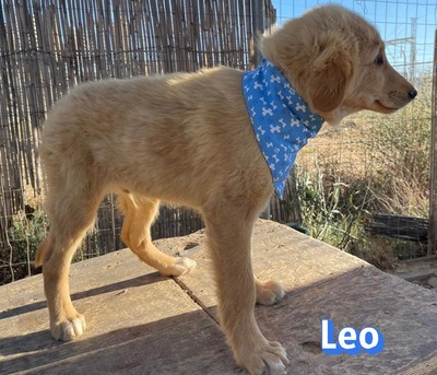 Leo, Mischling Welpen - Rüde