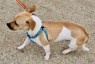 Leo, Mix - Rüde