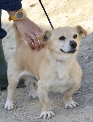Leo, Mix - Rüde