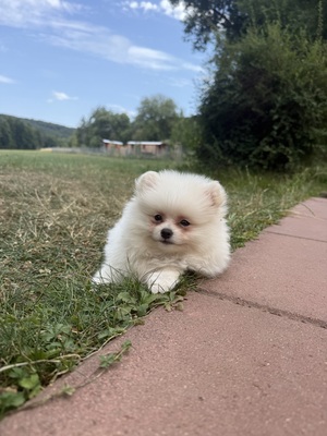 Leo, Zwergspitz Pomeranian - Rüde