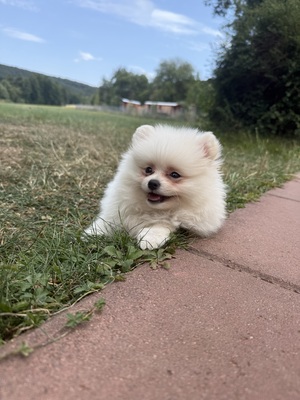 Leo, Zwergspitz Pomeranian - Rüde
