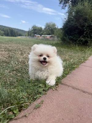Leo, Zwergspitz Pomeranian - Rüde