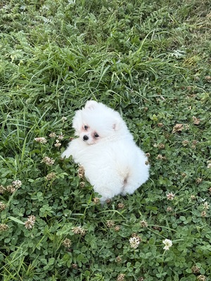 Leo, Zwergspitz Pomeranian - Rüde