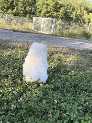 Leo, Zwergspitz Pomeranian - Rüde