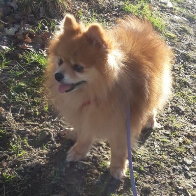 💖🌼 Leo kleiner Pomeranian sucht tolles Zuhause💥, Pomeranian - Rüde