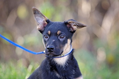 Leon, Mischlingsrüde Welpen - Rüde