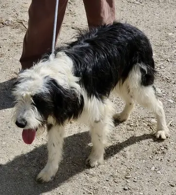 Leon, Mix - Rüde