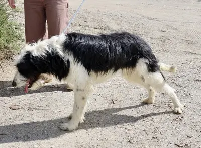 Leon, Mix - Rüde