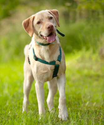 Leonell - Lieber Labi, Labrador - Rüde