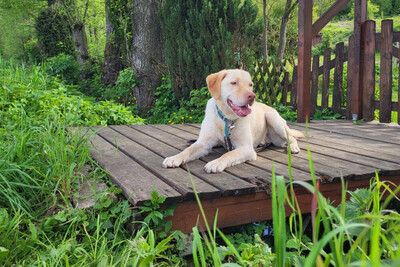 Leonell - Lieber Labi, Labrador - Rüde