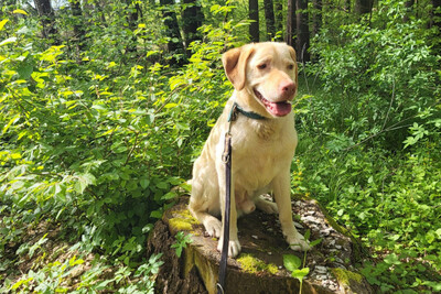 Leonell - Lieber Labi, Labrador - Rüde