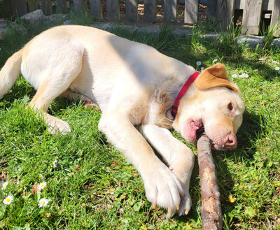 Leonell - Lieber Labi, Labrador - Rüde