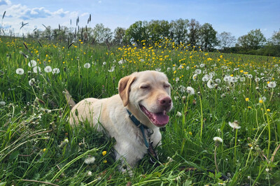 Leonell - Lieber Labi, Labrador - Rüde