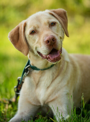 Leonell - Lieber Labi, Labrador - Rüde