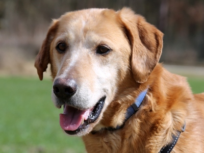 Leonhard, Golden Retriever - Rüde