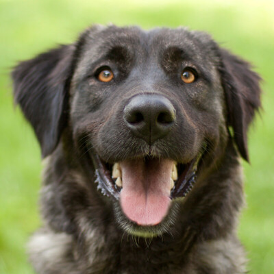 Leonie, Mischling - Hündin